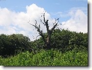 Suchý strom v zeleni