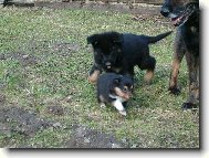 7.týdenní  Německý ovčák a 5.týdenní šeltie