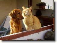 ČTYŘLETÁ BARYŠKA A 13LETÝ KOCOUR