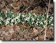 Brdy 2.dubna 2006 kolem 14.hodiny