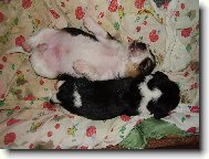 SÉGRA,MUSÍŠ SE NA MĚ TAK TLAČIT?