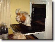 Shih-tzu na pekáči