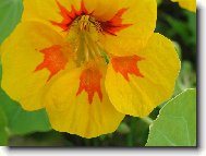 krasavice pozdního léta