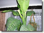 diefenbachia v květu