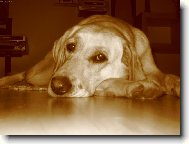 Všude dobře, u páníčka nejlépe.