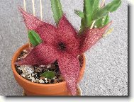 Stapelia v rozkvětu