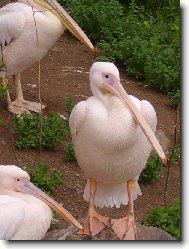 Pelikán bílý