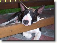 Velký čumák se musí podepřít