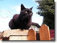 Bez mého vědomí do domu neproklouzne ani myš!