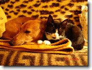 kámoši Brok a Molly