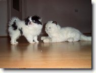 Který je opravdový?