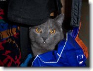 kartouzský svetřík