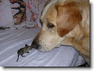 Ahoj, těší mě, jmenuji se Sany a jak říkají tobě?