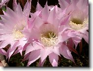 Jsem zkrátka krasavec