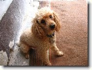 Typický psí pohled