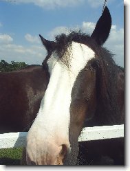 Mů tichý  přítel...