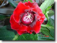 narozeninová kytička