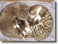 Rozmazlený flíček