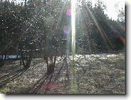 Rusalka přivolává jaro