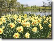 Jarní pozdrav z Průhonic