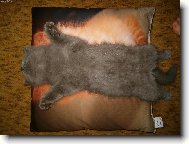 Mouchy,snězte si mě!!!!!