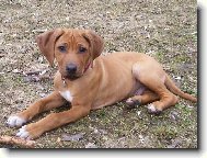 všechny zdraví malý Engu!!!