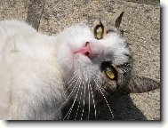 Belgická kočka se sluní na náměstí v Arlonu