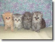 4 kočičí sourozenci :-)