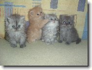 Perská miminka - no už batolata :-)