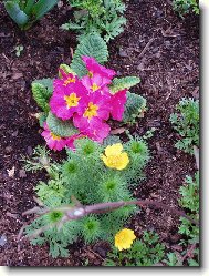 Prvosenka a Hlaváček