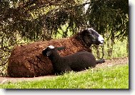 Velikonoční siesta