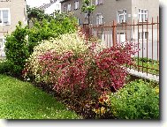 Dvoubarevný čilimník