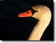 Čistá a krásná...