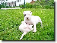 Už tě mám na lopatkách