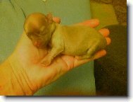 štěstí se vejde do dlaně