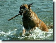 NÁŠ PES NA DOVOLENÉ 2