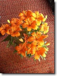 Nejkrásnější rozkvět