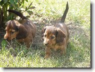 Štěňátka jezevčice Nelly