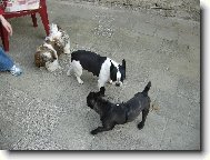 Blueberry s kámošema