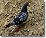 Neotravuj, shánim materiál na opravu hnízda.