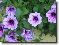 Balkónové rostliny