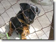 Jagdterrier Bony - štěně v kotci
