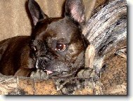 Schelly - pořádek musí být :-)