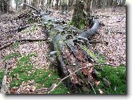 ani strom nechce být ve smrti sám