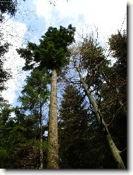 jedle - krávna Orlických hor