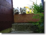 nesmí na kočičky!