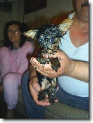 Nelinka jako čivava