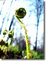 Maldý život kapradiny