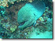 Muréna z Rudého moře