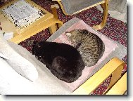 Moji dva kocourci co spí na křesle :)